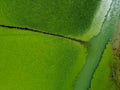 Aerial view of wetlands in Skadar lake. Boat road between by green lily pads, water chestnut, trap, moss covering the Royalty Free Stock Photo