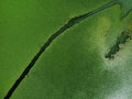 Aerial view of wetlands in Skadar lake. Boat road between by green lily pads, water chestnut, trap, moss covering the Royalty Free Stock Photo