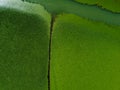 Aerial view of wetlands in Skadar lake. Boat road between by green lily pads, water chestnut, trap, moss covering the Royalty Free Stock Photo