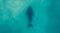 A Aerial View of Whale and Paddleboarders Royalty Free Stock Photo