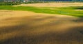 Aerial view wheat field at summer season. Yellow crop grain harvest farmland Royalty Free Stock Photo