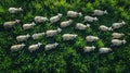 Aerial view of white sheep grazing on green grass in the field Royalty Free Stock Photo