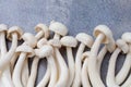 Aerial view of white shimeji mushrooms on gray background, selective focus, horizontal