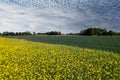 Aerial view Wind turbine on grassy yellow farm canola field against cloudy blue sky in rural area. Offshore windmill Royalty Free Stock Photo