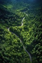 aerial view of winding forest path