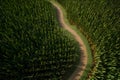 Aerial view winding path through expansive corn field