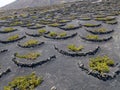 Aerial view of the wine cultivations on the volcanic soils of the island of Lanzarote. Canary Islands, Spain. Wine production