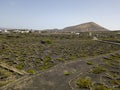 Aerial view of the wine cultivations on the volcanic soils of the island of Lanzarote. Canary Islands, Spain. Wine production