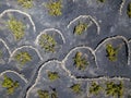 Aerial view of the wine cultivations on the volcanic soils of the island of Lanzarote. Canary Islands, Spain. Wine production