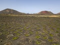 Aerial view of the wine cultivations on the volcanic soils of the island of Lanzarote. Canary Islands, Spain. Wine production