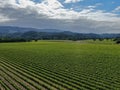 Aerial view of wine vineyard in Napa Valley Royalty Free Stock Photo