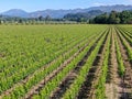 Aerial view of wine vineyard in Napa Valley Royalty Free Stock Photo