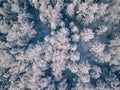 Aerial view of winter forest covered with snow, view from above Royalty Free Stock Photo