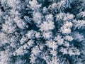 Aerial view of winter forest covered with snow, view from above Royalty Free Stock Photo