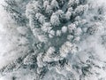 Aerial view of winter forest covered with snow, view from above Royalty Free Stock Photo