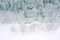 Aerial view of winter forest covered with snow. drone photo Royalty Free Stock Photo