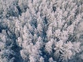 Aerial view of winter forest covered with snow, view from above Royalty Free Stock Photo