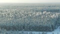 Aerial view: winter forest. Snowy tree branch in a view of the winter forest. Winter landscape, forest, trees covered