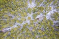 Aerial view of a winter pine forest. Top view of snow-covered pine trees. Beautiful winter forest landscape Royalty Free Stock Photo