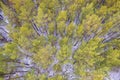 Aerial view of a winter pine forest. Top view of snow-covered pine trees. Beautiful winter forest landscape Royalty Free Stock Photo