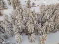 Aerial view of a winter snow-covered pine forest. Aerial drone view of a winter landscape. Snow covered forest Royalty Free Stock Photo
