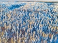 Aerial view of a winter snow-covered pine forest at the sunset. Winter forest texture. Aerial view. Aerial drone view of a winter Royalty Free Stock Photo