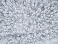 Aerial view of a winter snow-covered pine forest. Winter forest texture. Aerial view. Aerial drone view of a winter landscape. Sno Royalty Free Stock Photo