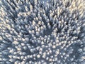 Aerial view of a winter snow-covered pine forest. Winter forest texture. Aerial view. Aerial drone view of a winter landscape. Sno Royalty Free Stock Photo