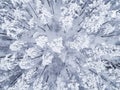 Aerial view of a winter snow-covered pine forest. Winter forest texture. Aerial view. Aerial drone view of a winter landscape. Sno Royalty Free Stock Photo