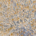 Aerial view of a winter snow-covered pine forest. Winter forest texture. Aerial view. Aerial drone view of a winter landscape. Royalty Free Stock Photo
