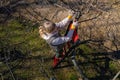 Aerial view of a woman pruning fruit trees in her garden from a ladder. Springtime gardening jobs. Royalty Free Stock Photo