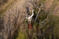 Aerial view of a woman pruning fruit trees in her garden from a ladder. Springtime gardening jobs. Royalty Free Stock Photo