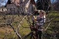 Aerial view of a woman pruning fruit trees in her garden from a ladder. Springtime gardening jobs. Royalty Free Stock Photo