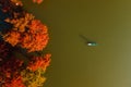 Aerial view with woman on paddle board at lake with orange Taxodium distichum trees. Top view Royalty Free Stock Photo