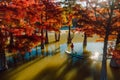 Aerial view with woman on stand up paddle board at river with Taxodium distichum trees and morning light Royalty Free Stock Photo