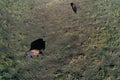 Aerial view. Wood bisons imported from Canada live Lena Pillars Nature Park, Sakha Republic, Yakutia, Russia.