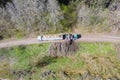 Aerial view of wood chipper blowing shredded wood into back of a truck. Forest background