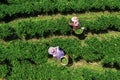 Aerial view of worker picking tea leaves in Tea plantation Royalty Free Stock Photo
