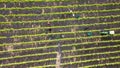 Aerial view of workers collecting grapes in a vinaeyard