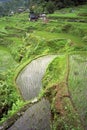 Aerial view of world famous rice terraces, Banaue Royalty Free Stock Photo