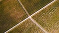 Aerial view of a yellow autumn vineyard