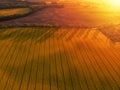 Aerial view of yellow canola field and distant country road Royalty Free Stock Photo