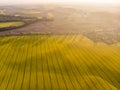 Aerial view of yellow canola field and distant country road Royalty Free Stock Photo