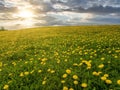 Aerial view of the yellow flowers field under blue cloudy sky. Green field with yellow dandelions. Royalty Free Stock Photo