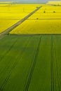 Aerial view of yellow rapeseed