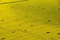 Aerial view of yellow rapeseed field Royalty Free Stock Photo