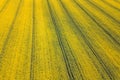 Aerial view of yellow rapeseed field. Aerial view agricultural Royalty Free Stock Photo