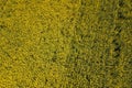 Aerial view of yellow rapeseed field. Aerial view agricultural Royalty Free Stock Photo