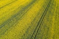 Aerial view of yellow rapeseed field. Aerial view agricultural Royalty Free Stock Photo