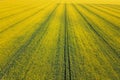 Aerial view of yellow rapeseed field. Aerial view agricultural Royalty Free Stock Photo